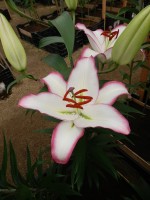 [4222 Hotline No202.JPG]